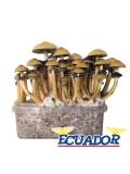 Cubensis Ecuador - Magic Mushroom Grow Kit