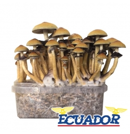 Cubensis Ecuador - Magic Mushroom Grow Kit 27,50   Magic Mushroom Growkits