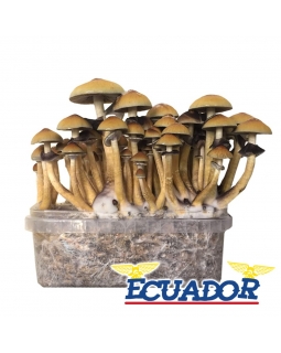 Cubensis Ecuador - Magic Mushroom Grow Kit 27,50   Magic Mushroom Growkits