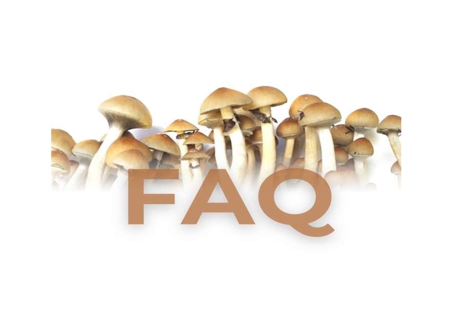 Growkit FAQ: all your questions answered about growing your own Magic Mushrooms
