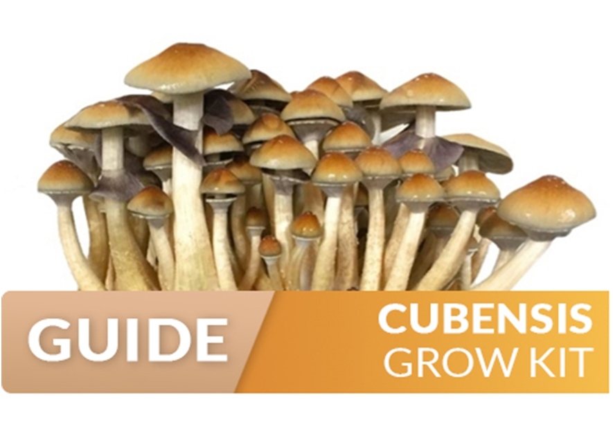 Growing Cubensis Magic Mushrooms