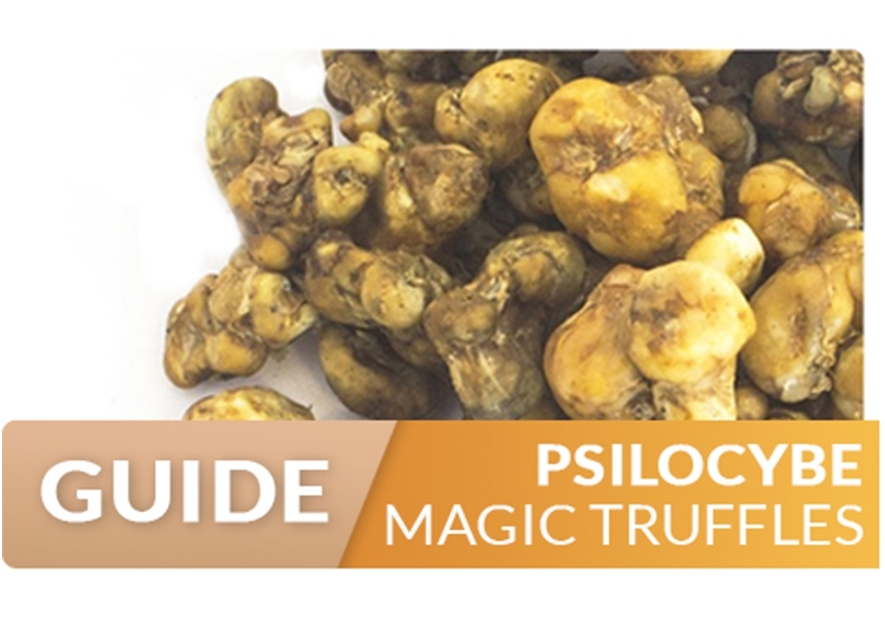Psilocybe Truffels guide