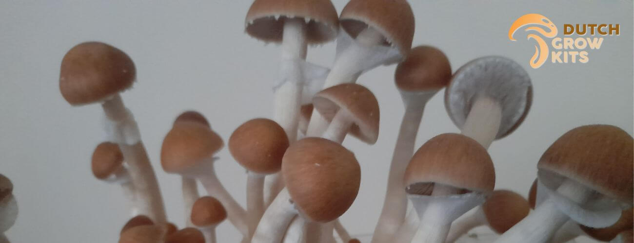 How to grow Magic Mushrooms