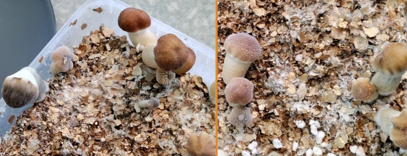 Magic Mushroom Grow Kit suddenly stops growing