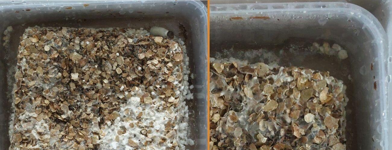 A dry Magic Mushroom Grow Kit | Issues