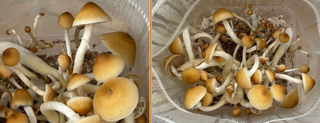 Magic Mushrooms bereit zur Ernte | Dutch Grow Kits