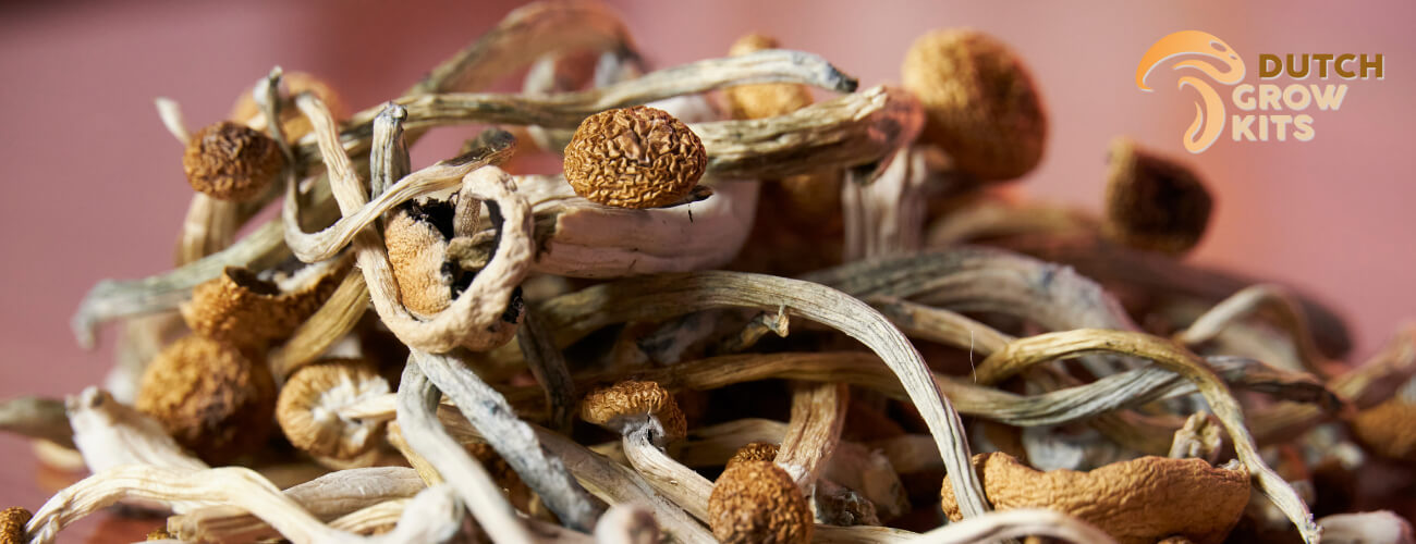 Dried mushrooms Dutch Grow Kits